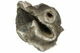 Fossil Woolly Rhino (Coelodonta) Tooth - Siberia #225600-3
